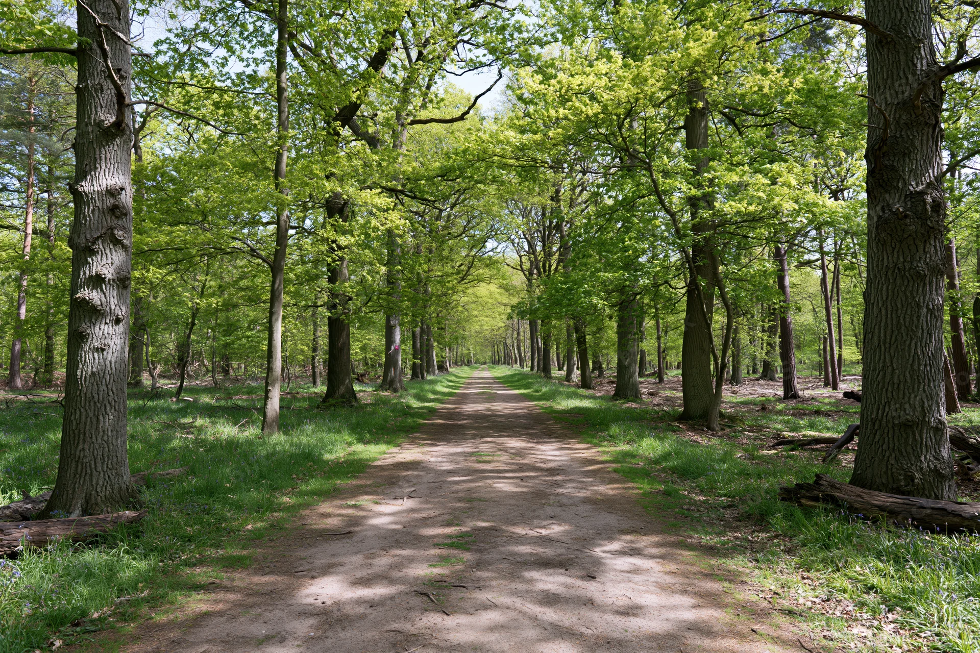 Narrow dirt path through a temperate deciduous forest with dappled sunlight filtering through green canopy
