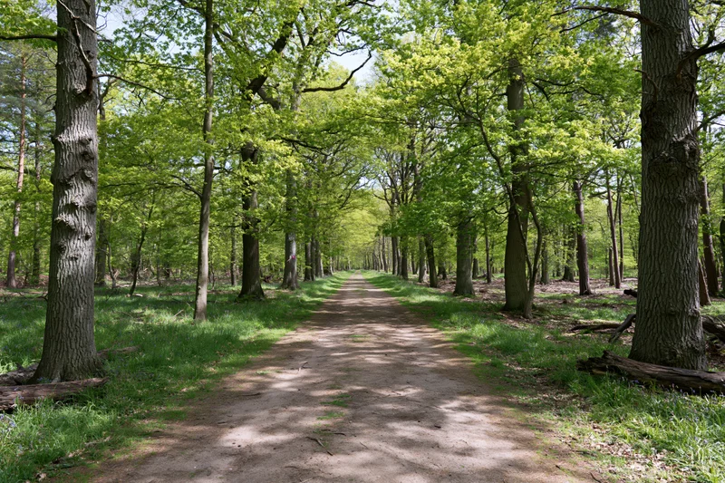 Narrow dirt path through a temperate deciduous forest with dappled sunlight filtering through green canopy