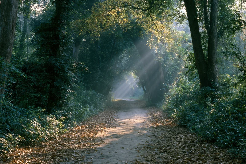 Narrow dirt path winding through dense tropical forest with sunlight filtering through canopy