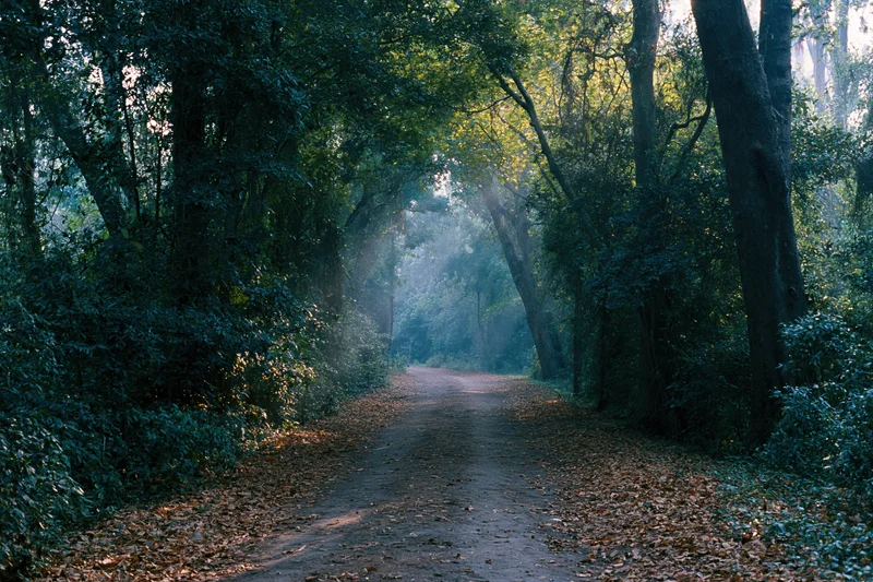 Narrow dirt path winding through dense forest with sunlight filtering through canopy and fallen leaves covering ground