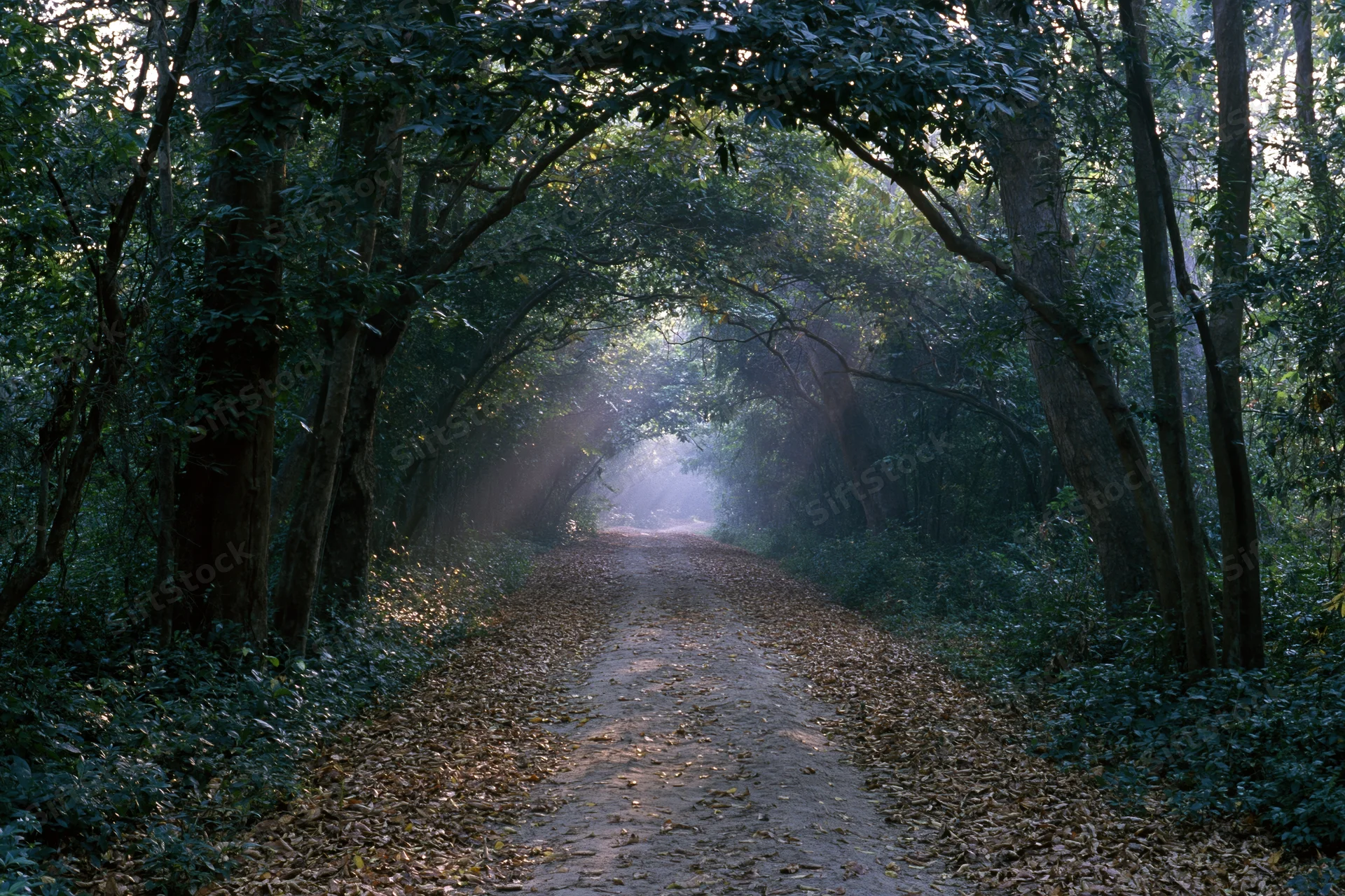 Narrow dirt path through dense tropical forest with leafy arch overhead