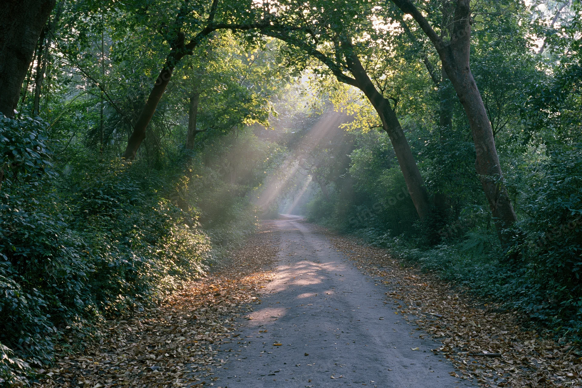 Dirt path winding through dense forest with sunlight filtering through canopy