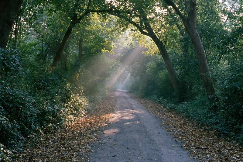 Dirt path winding through dense forest with sunlight filtering through canopy