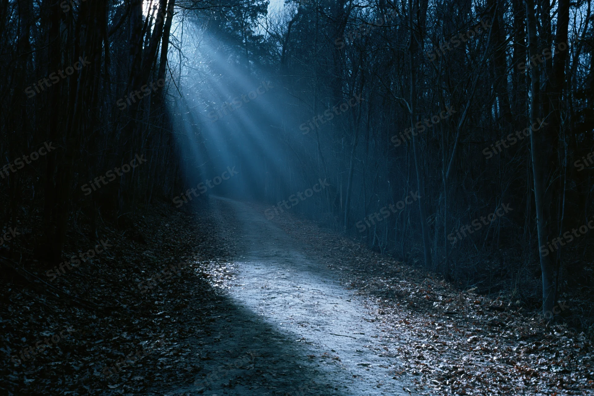 Narrow dirt path receding into dark forest at night with light rays piercing through bare trees