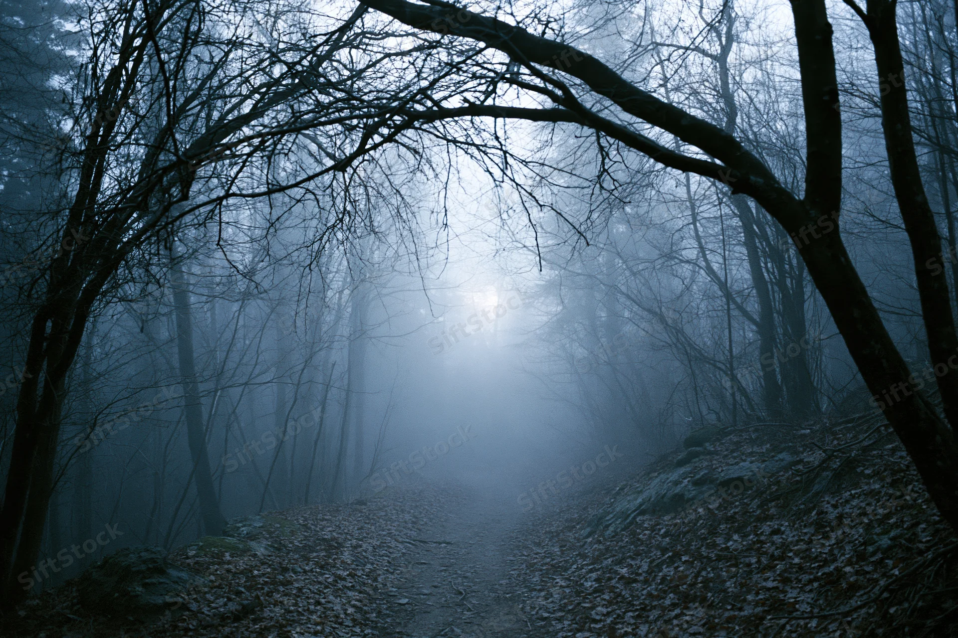 Narrow dirt path winding through dense leafless forest in foggy twilight