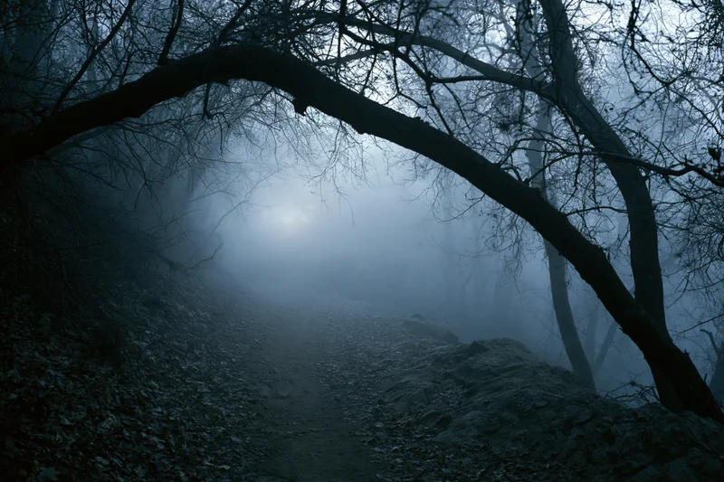 Narrow dirt path winding through dense leafless forest shrouded in fog