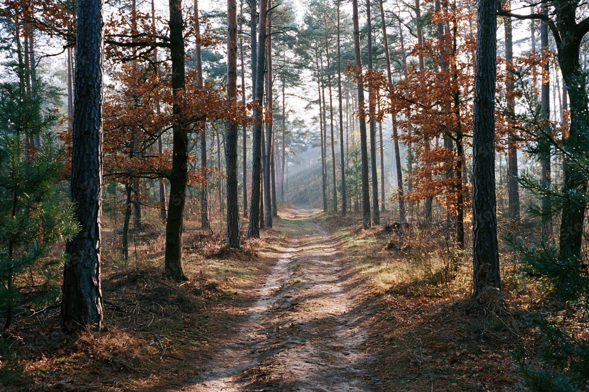 Narrow dirt path winding through mixed autumn forest with pine and oak trees, dappled sunlight filtering through canopy