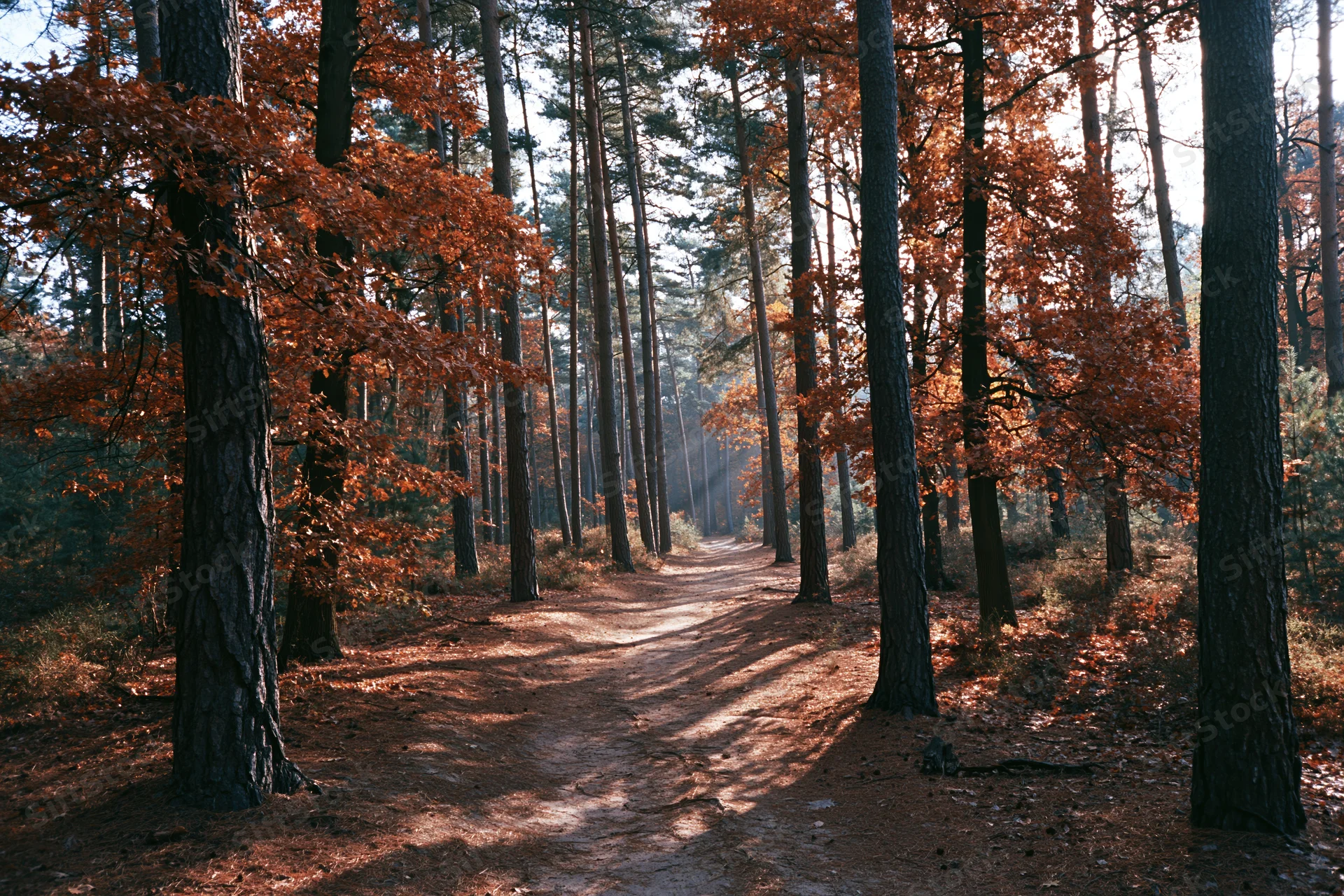Narrow dirt path winding through mixed autumn forest with tall trees and dappled sunlight