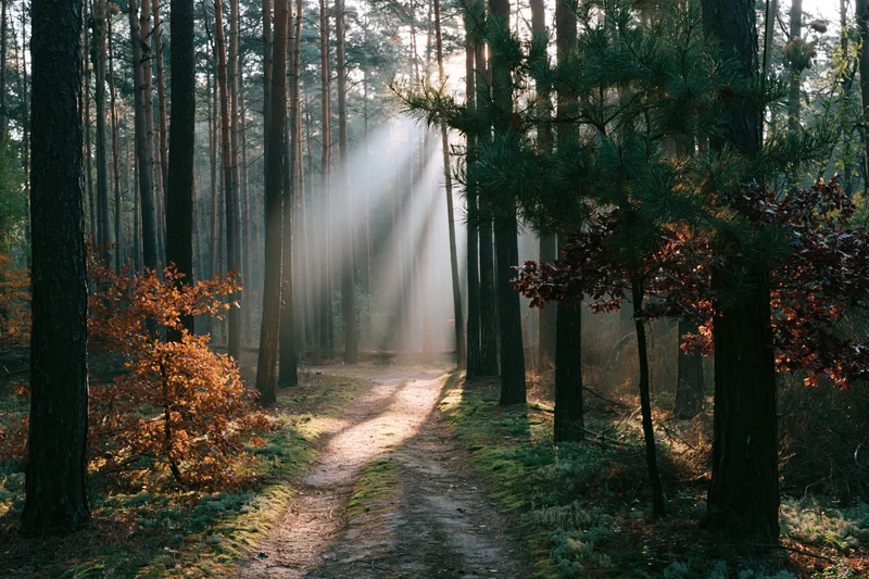 Narrow dirt path winding through a mixed pine and oak forest