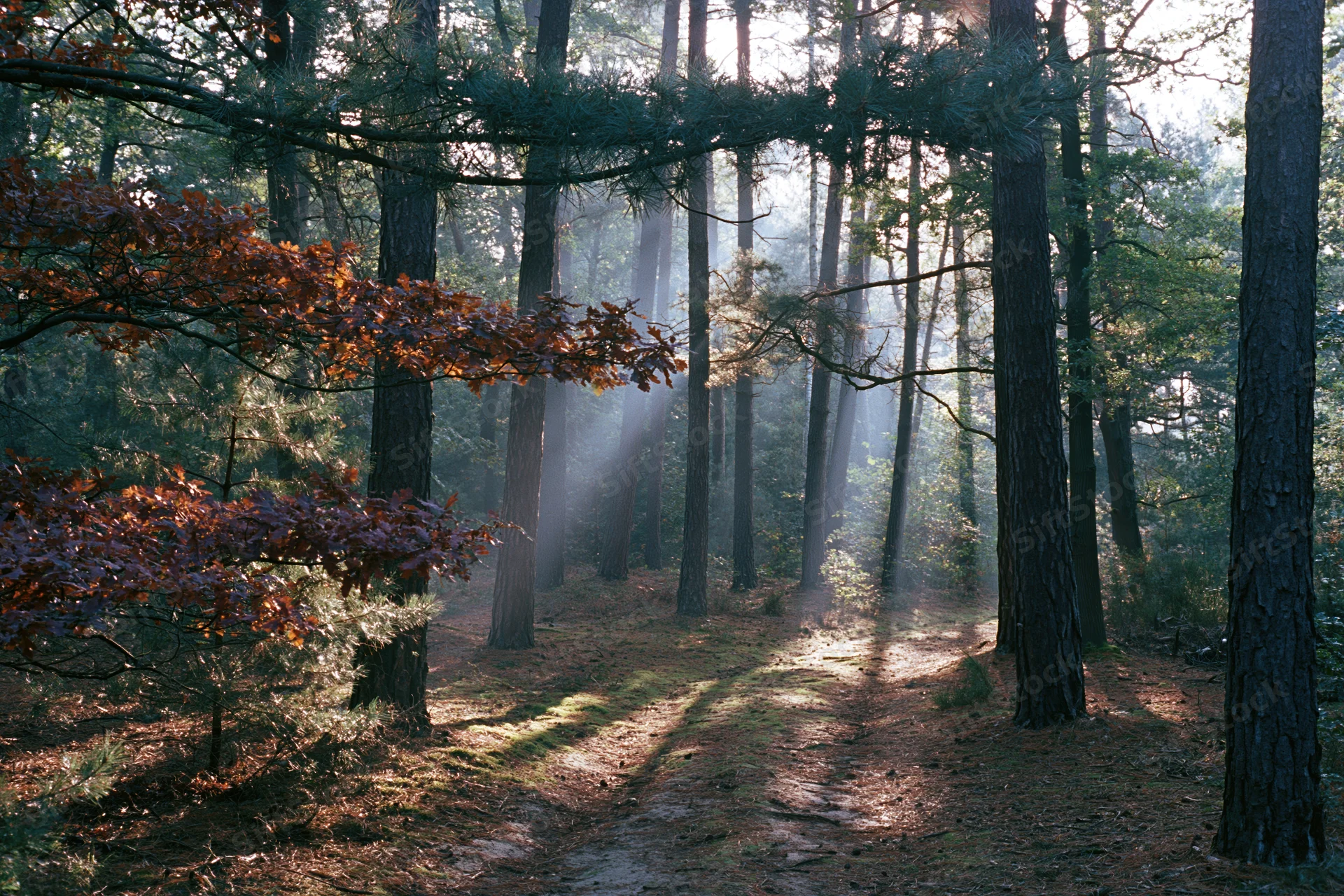 Dirt path winding through mixed pine and oak forest with sunlight filtering through trees in autumn