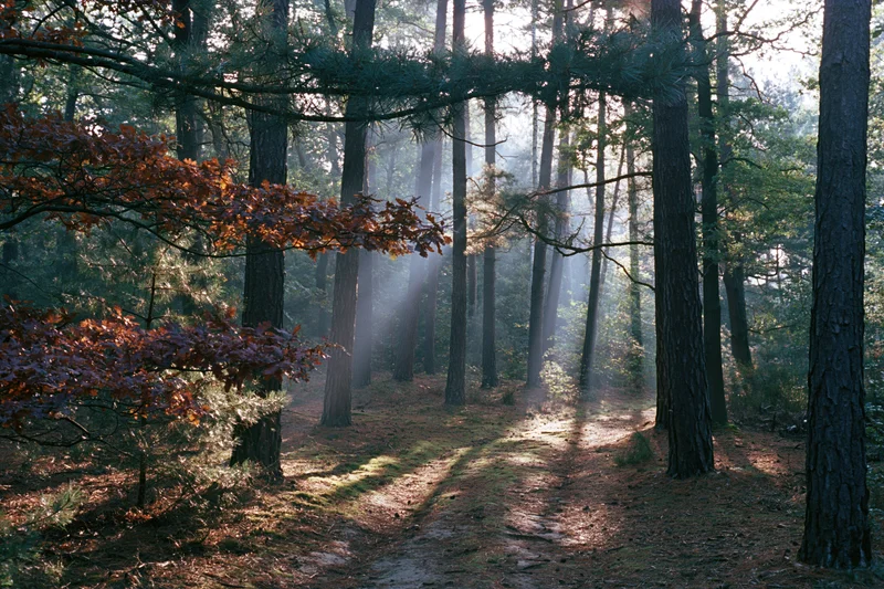Dirt path winding through mixed pine and oak forest with sunlight filtering through trees in autumn