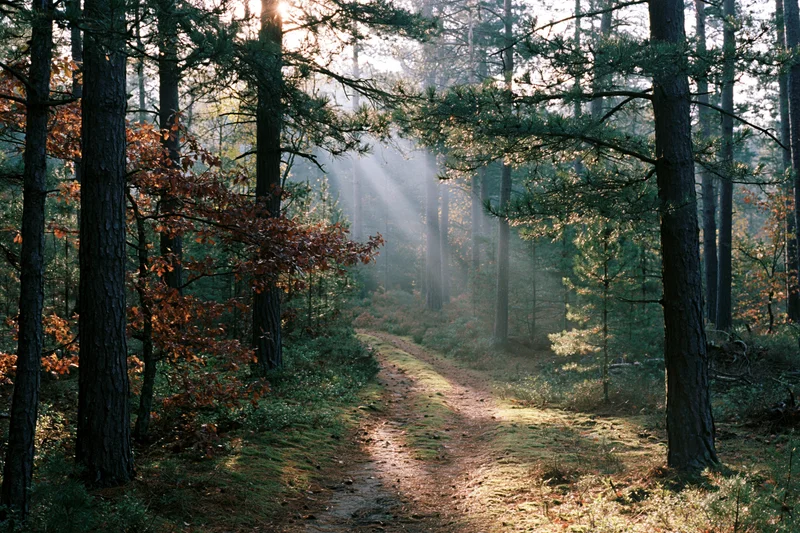 Narrow dirt path winding through mixed pine and oak forest at sunrise