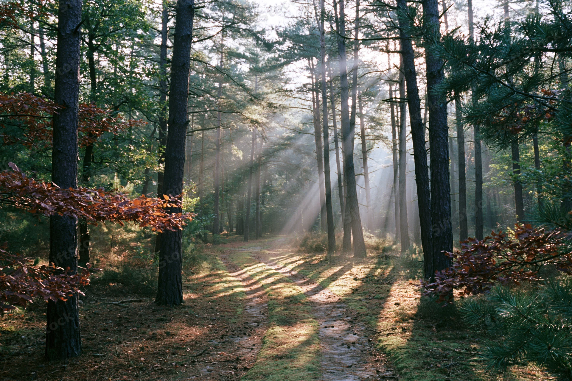 Narrow dirt path winding through mixed pine and oak forest with sunlight filtering through trees