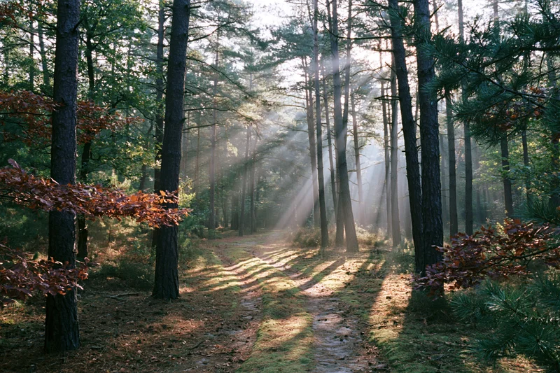 Narrow dirt path winding through mixed pine and oak forest with sunlight filtering through trees