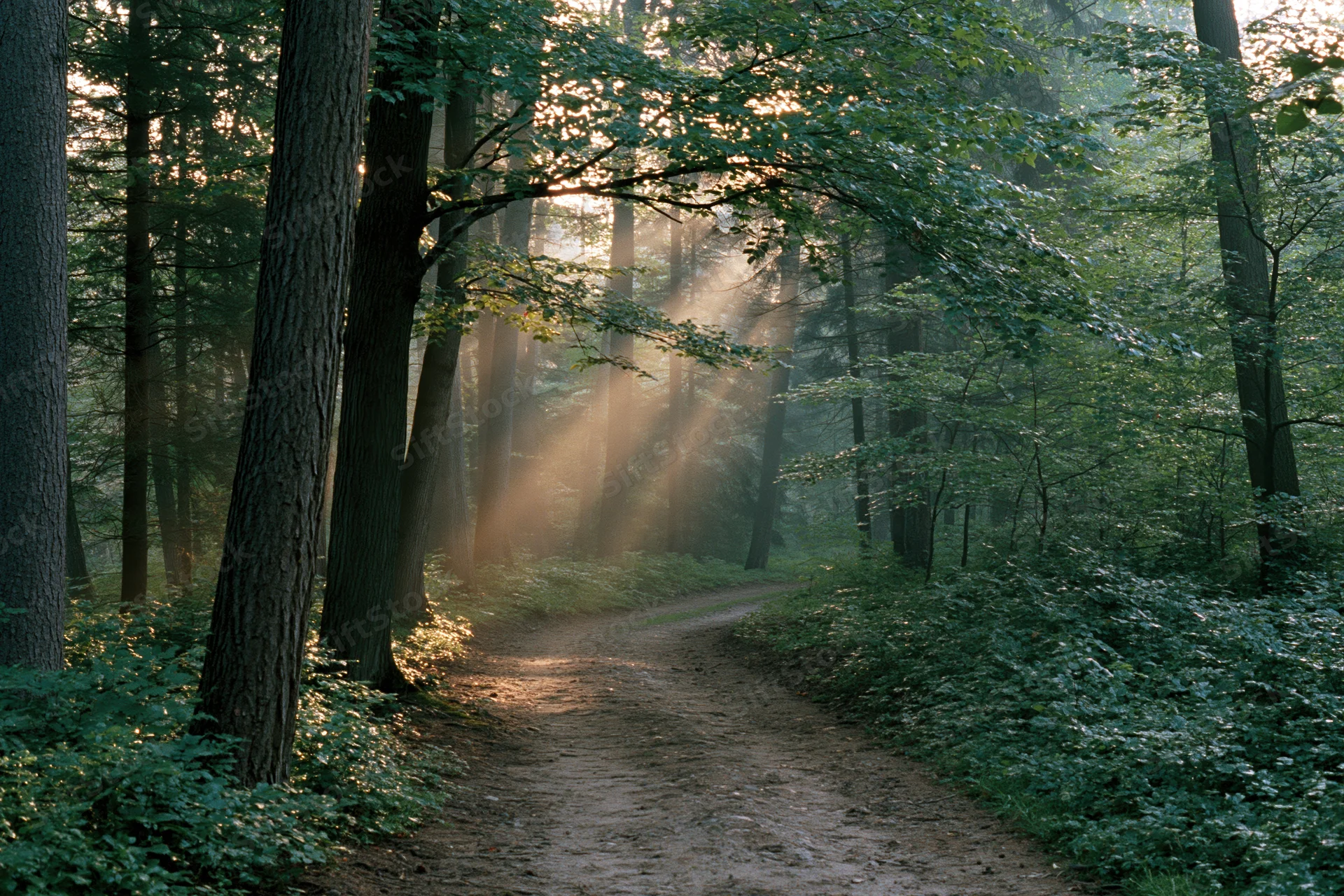 Narrow dirt path winding through a temperate deciduous forest with sunlight filtering through the canopy