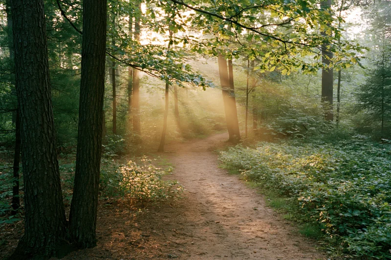 Dirt path winding through a temperate deciduous forest at sunrise with sunlight filtering through the canopy