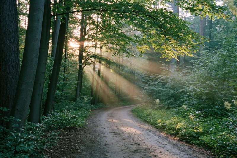 Narrow dirt path winding through a temperate deciduous forest with sunlight filtering through the trees