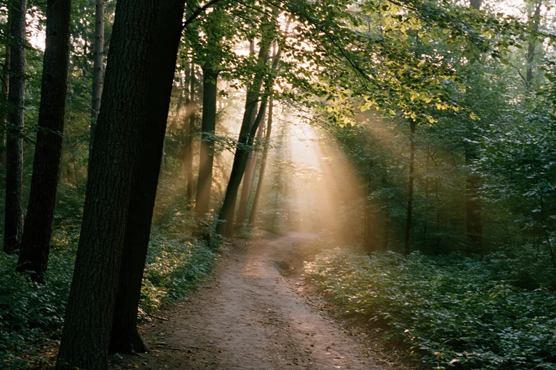 Dirt path winding through a temperate deciduous forest with sunlight filtering through the canopy