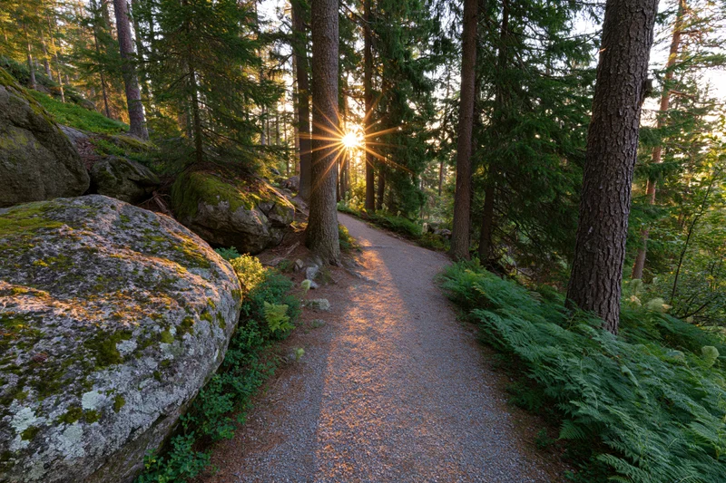 Narrow gravel path winding through moss-covered boulders and tall trees in a forest at sunrise