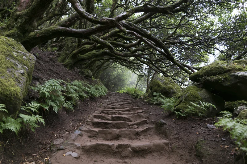 Narrow stone-and-earth staircase winding upward through moss-covered trees and ferns in a shaded forest