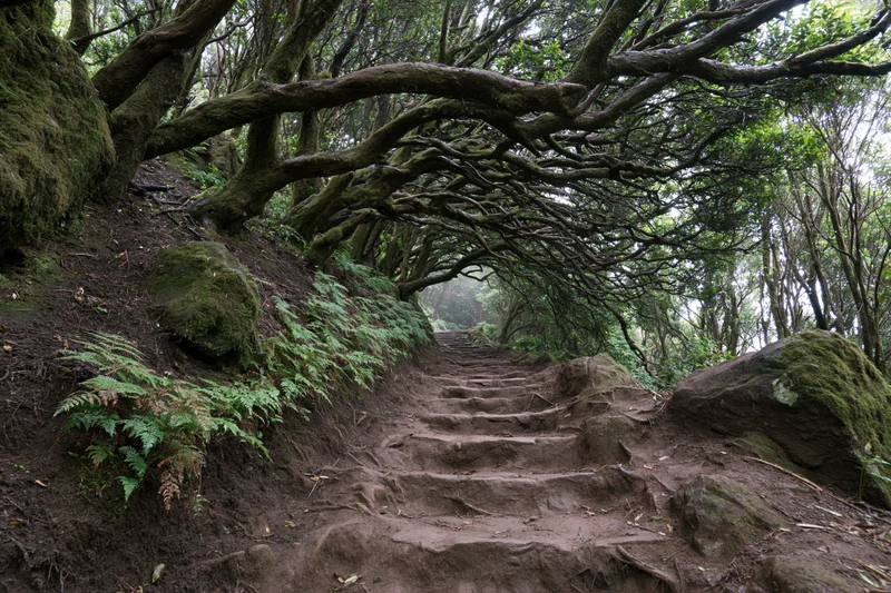 Narrow stone-and-earth staircase winding upward through a mossy forest canopy with overhanging branches and ferns along the sides