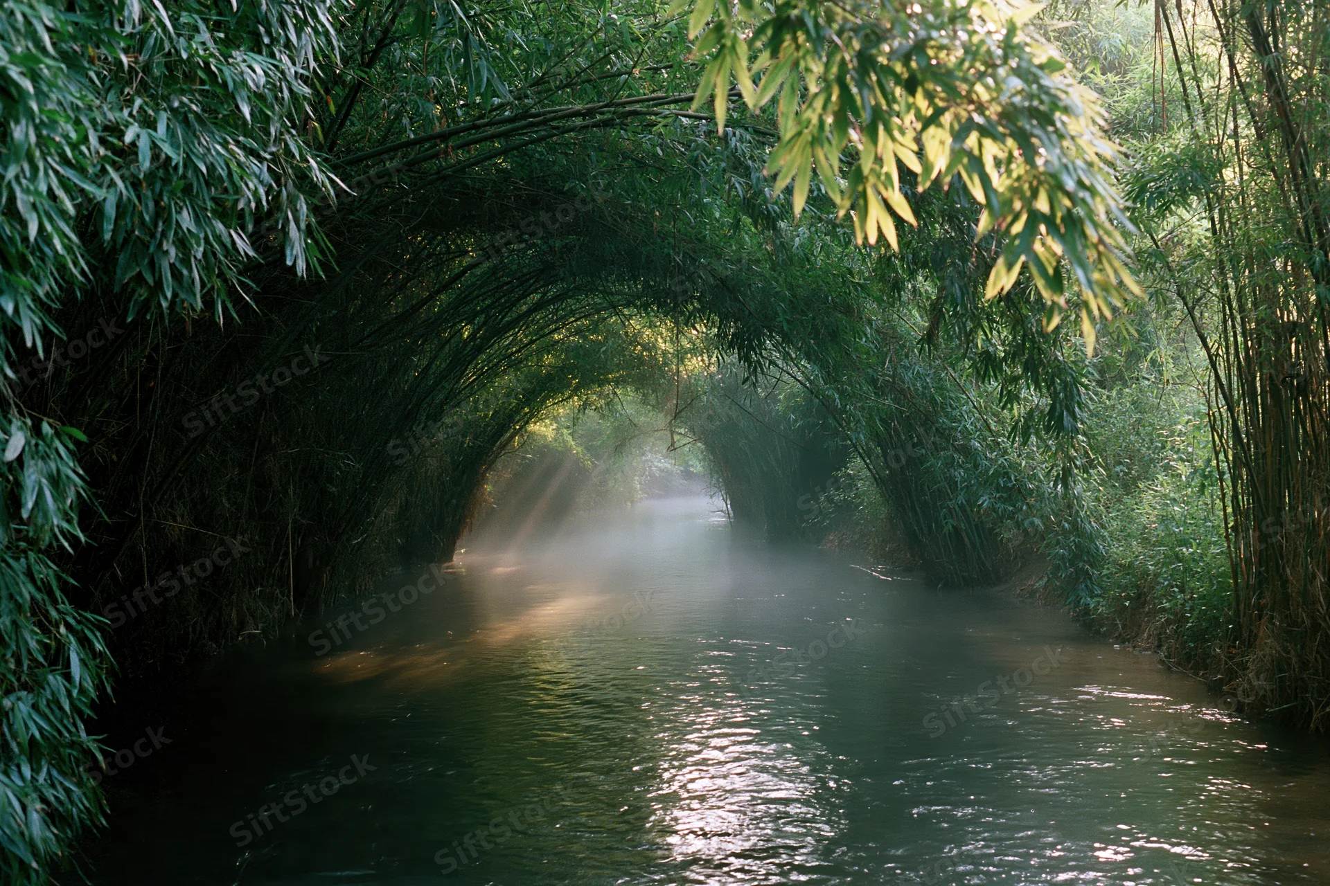 Narrow stream flowing through a bamboo forest tunnel with sunlight filtering through the canopy