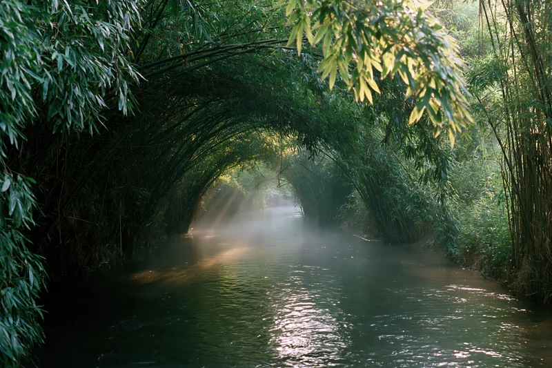 Narrow stream flowing through a bamboo forest tunnel with sunlight filtering through the canopy