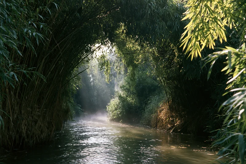 Narrow stream winding through dense bamboo forest with sunlight filtering through canopy