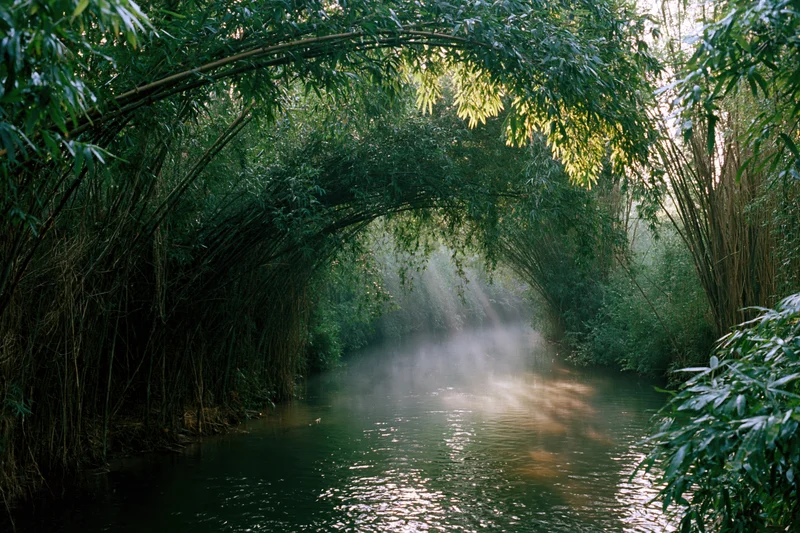Narrow stream winding through dense bamboo forest with sunlight filtering through arching canopy