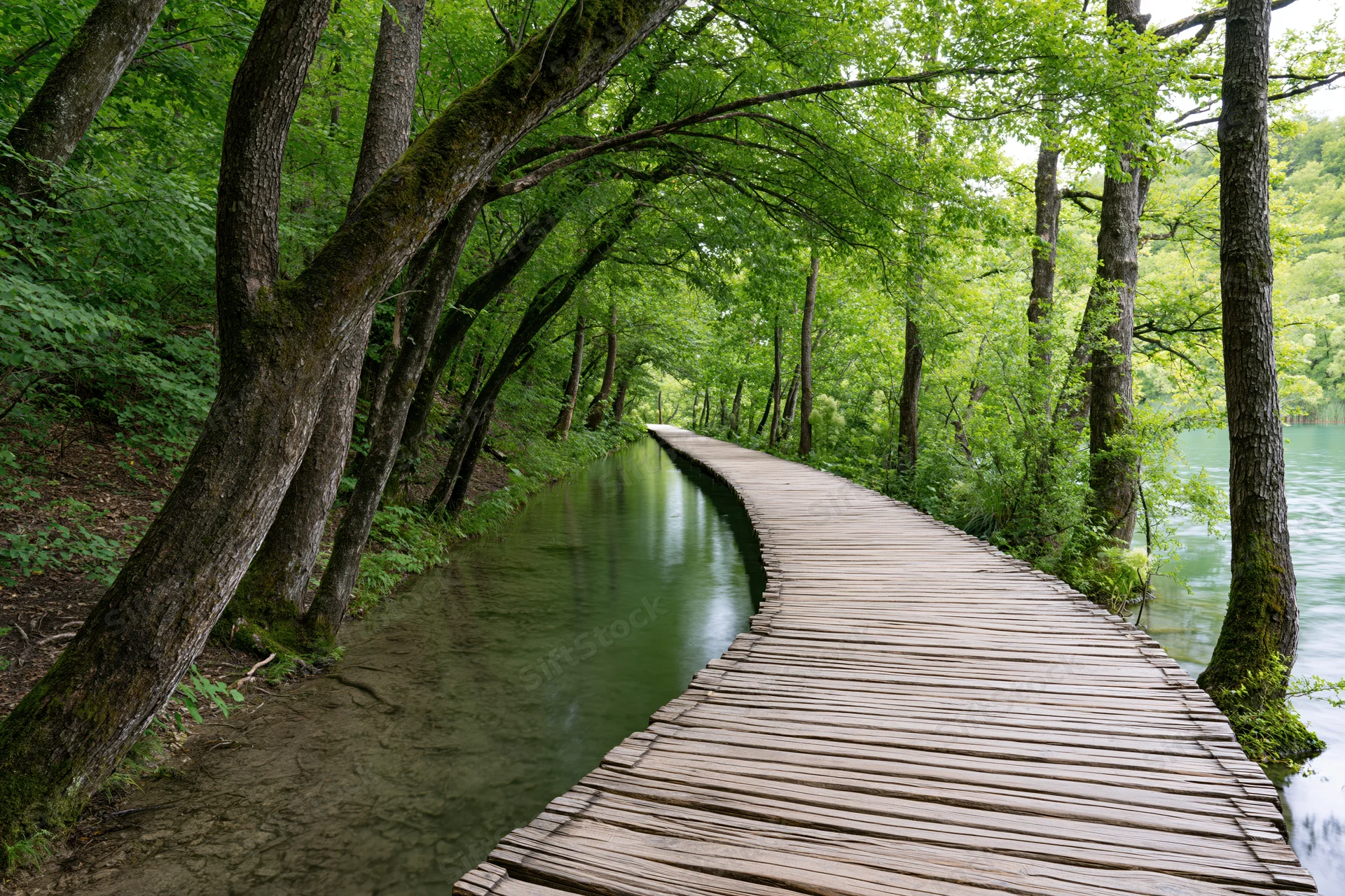 Wooden boardwalk curving through lush forest alongside calm water