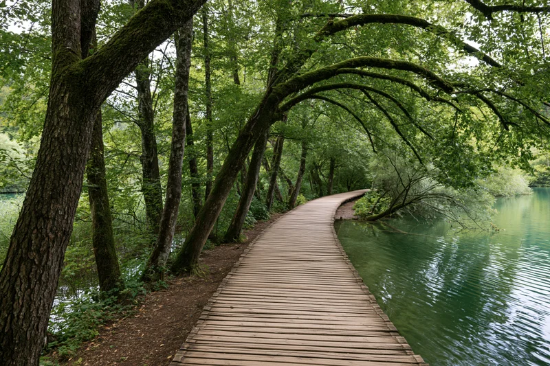 Wooden boardwalk curving through lush forest alongside calm green lake