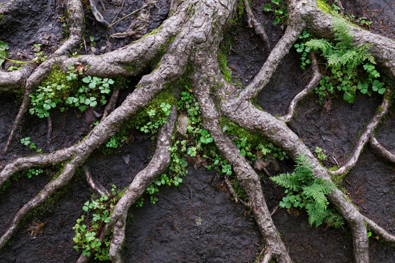 Gnarled tree roots sprawling across damp forest floor with moss and ferns