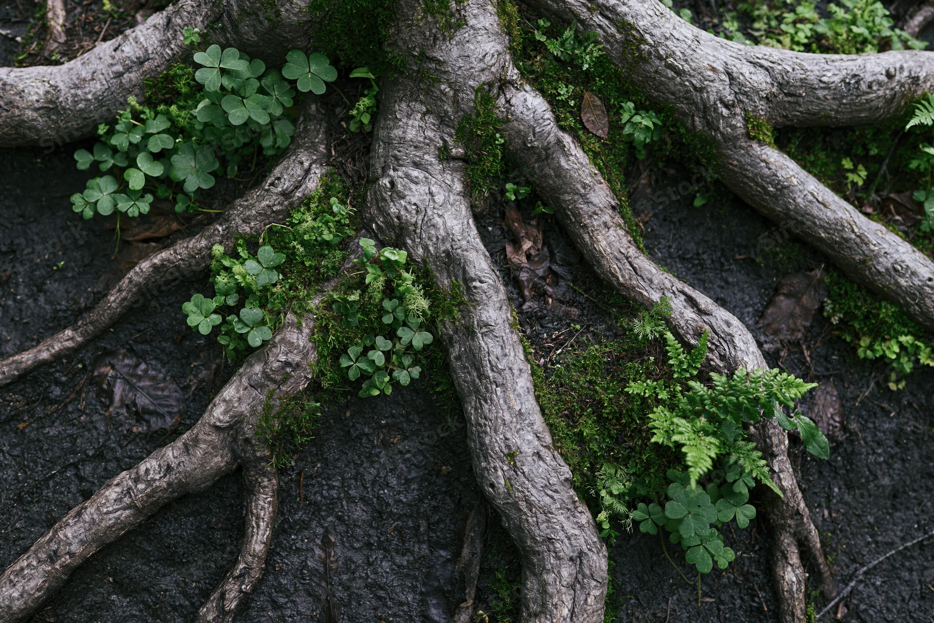 Gnarled tree roots sprawling across damp forest floor with moss and clover growing between them