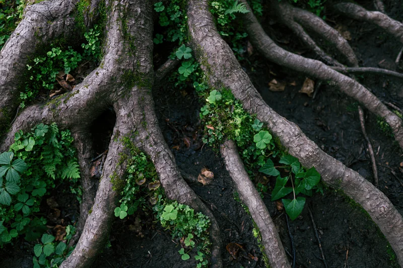 Gnarled tree roots sprawling across damp forest floor with moss and green foliage
