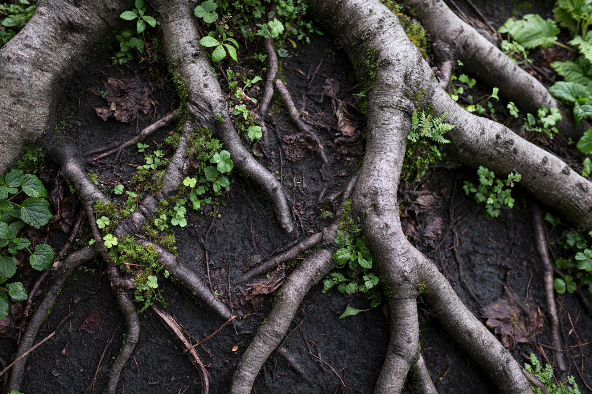 Gnarled tree roots sprawling across dark soil with moss and small green plants in a forest floor setting