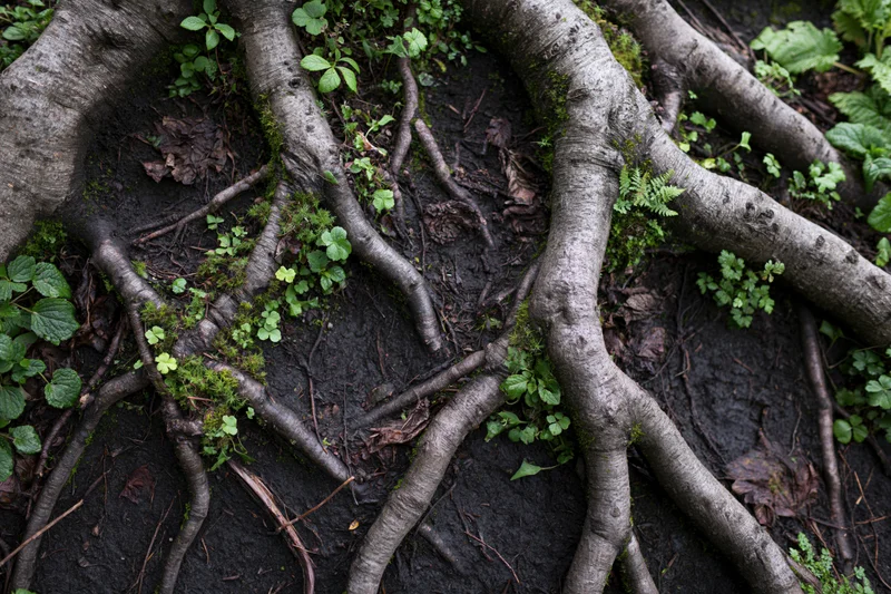 Gnarled tree roots sprawling across dark soil with moss and small green plants in a forest floor setting