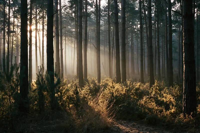 Pine forest interior with tall straight trunks receding into misty dawn light along a narrow path