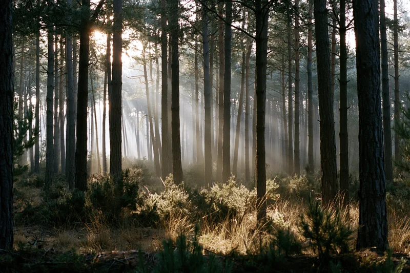Sunlight filtering through tall pine trees in a misty forest at dawn