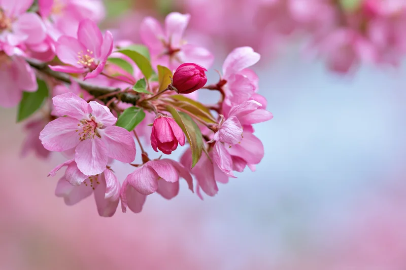 Pink cherry blossoms blooming on a branch with soft background