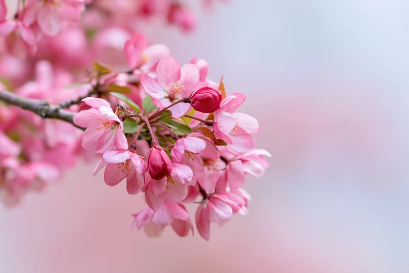 Pink cherry blossoms blooming on a thin branch against a soft blurred background