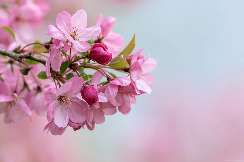 Cherry blossoms blooming on a branch against a soft pastel sky with copyspace