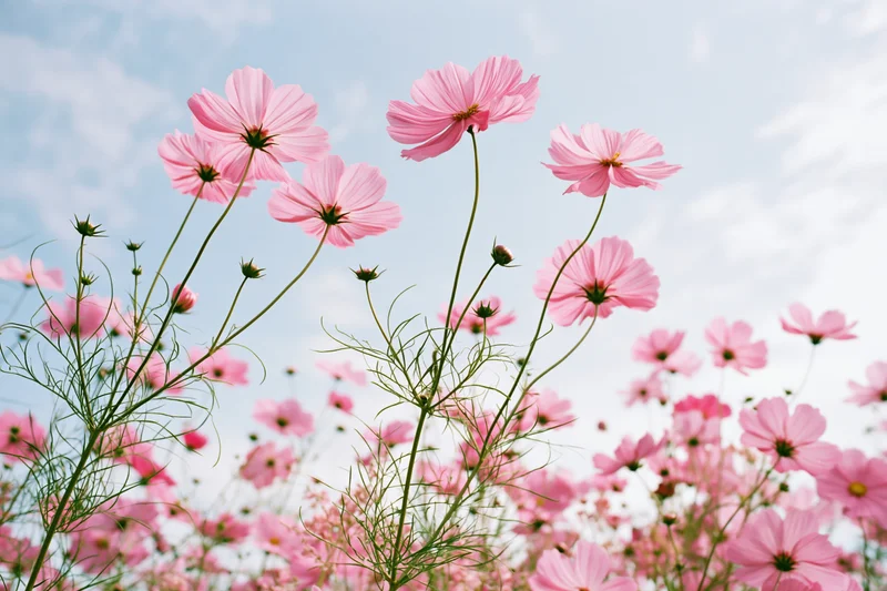 Pink cosmos flowers in full bloom swaying on slender green stems against a blue sky in a garden field