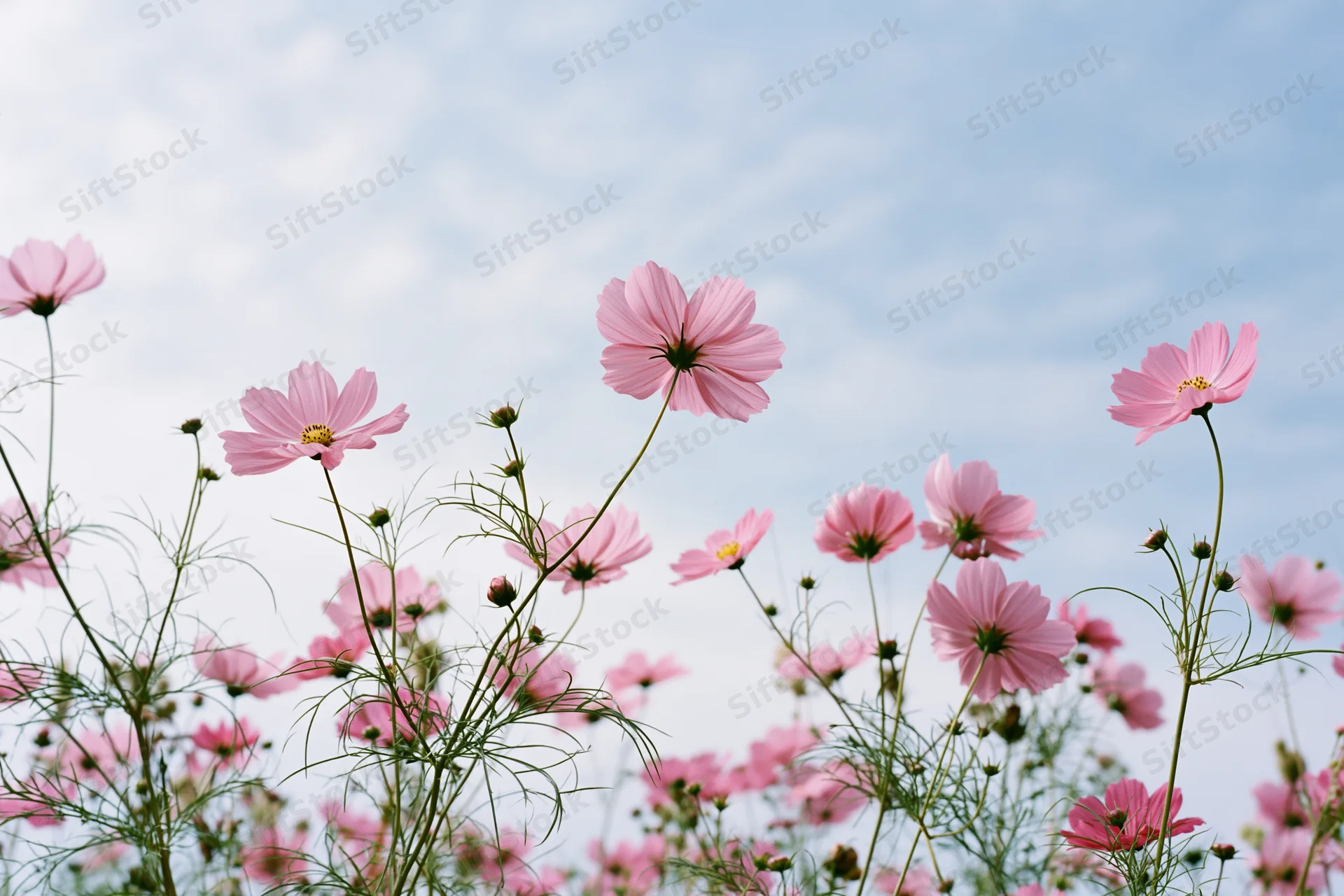 Pink cosmos flowers in full bloom swaying on slender green stems against a blue sky