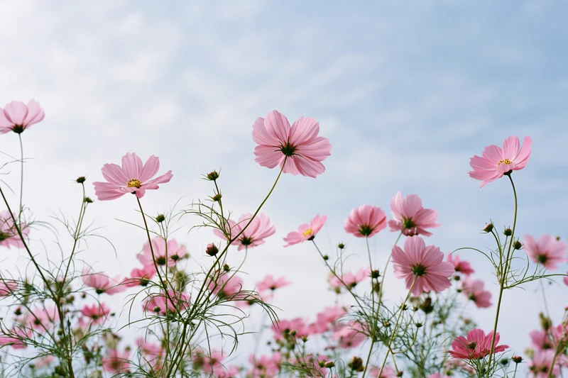 Pink cosmos flowers in full bloom swaying on slender green stems against a blue sky