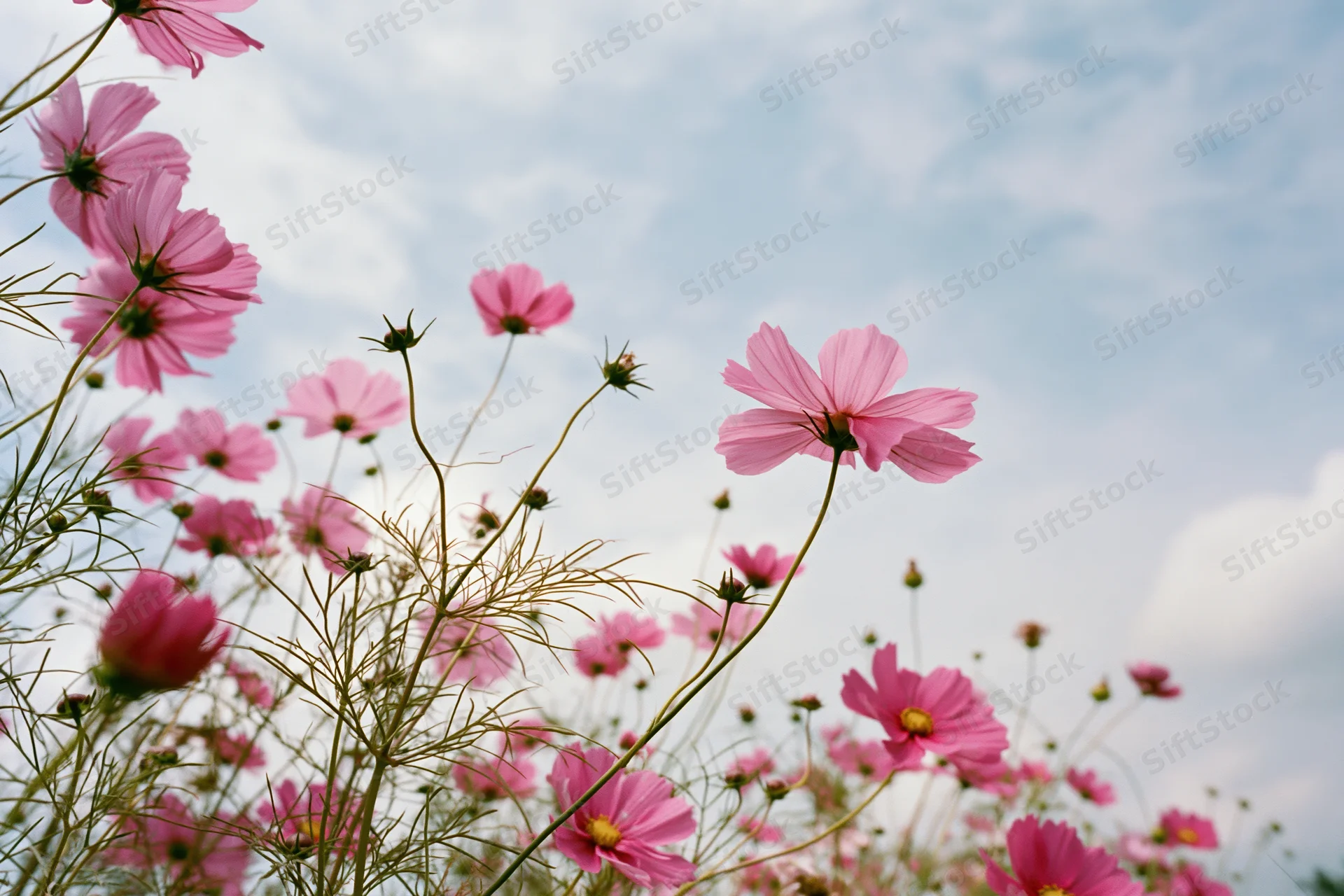 Pink cosmos flowers in full bloom swaying on slender green stems against a cloudy sky