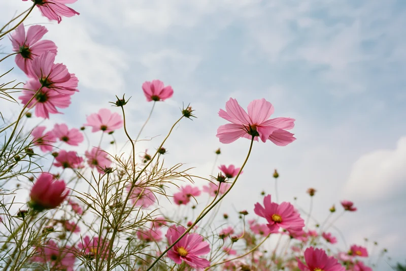 Pink cosmos flowers in full bloom swaying on slender green stems against a cloudy sky