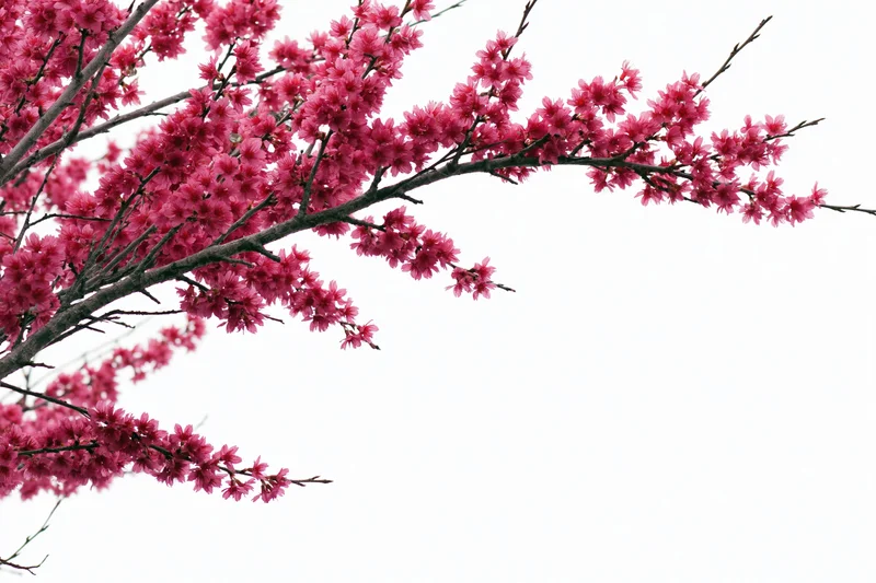 Plum blossom branches with deep pink flowers arching across a white background