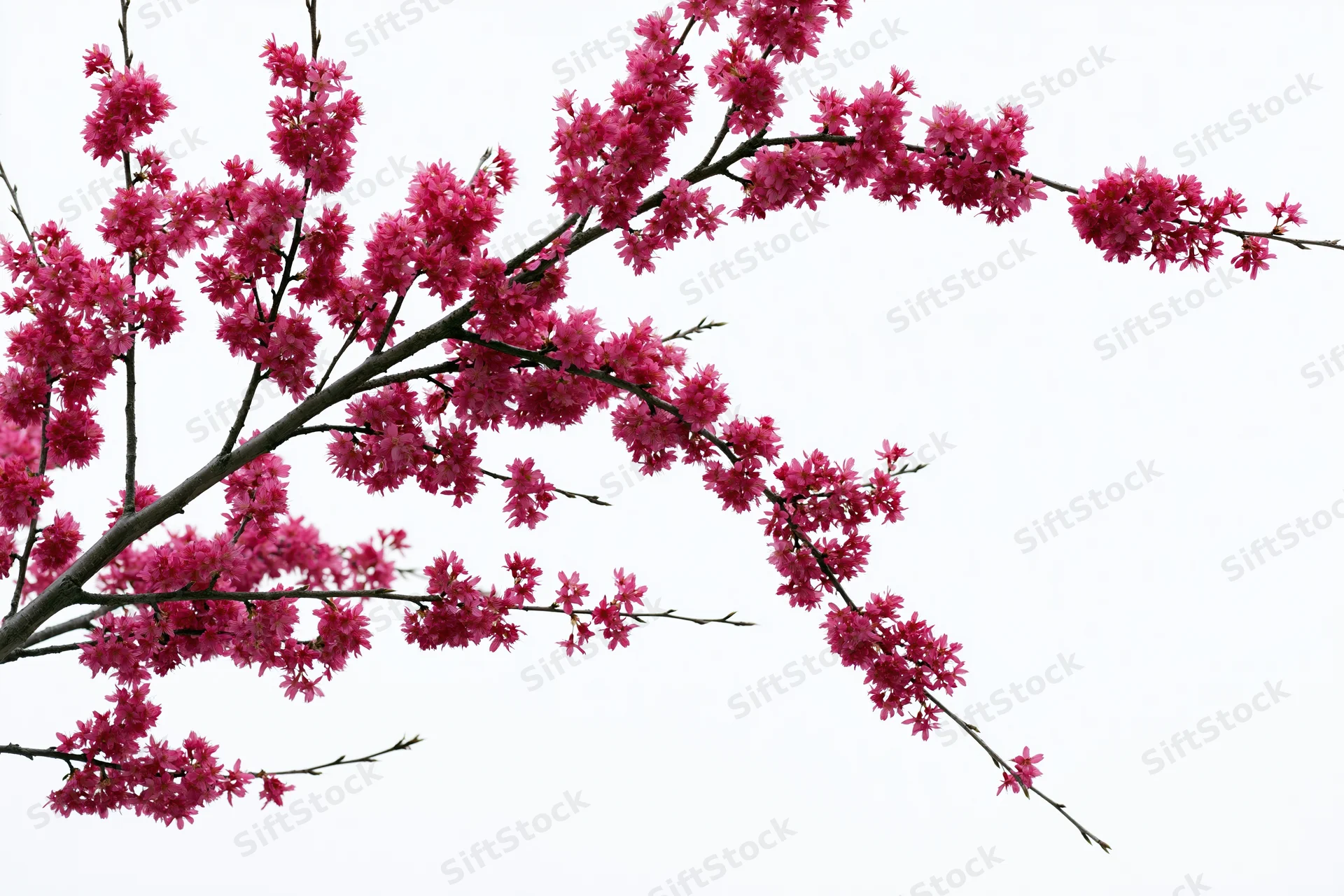 Plum blossom branches covered in deep pink flowers arching across a white background
