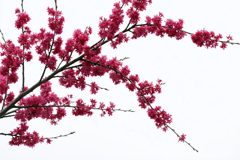 Plum blossom branches covered in deep pink flowers arching across a white background