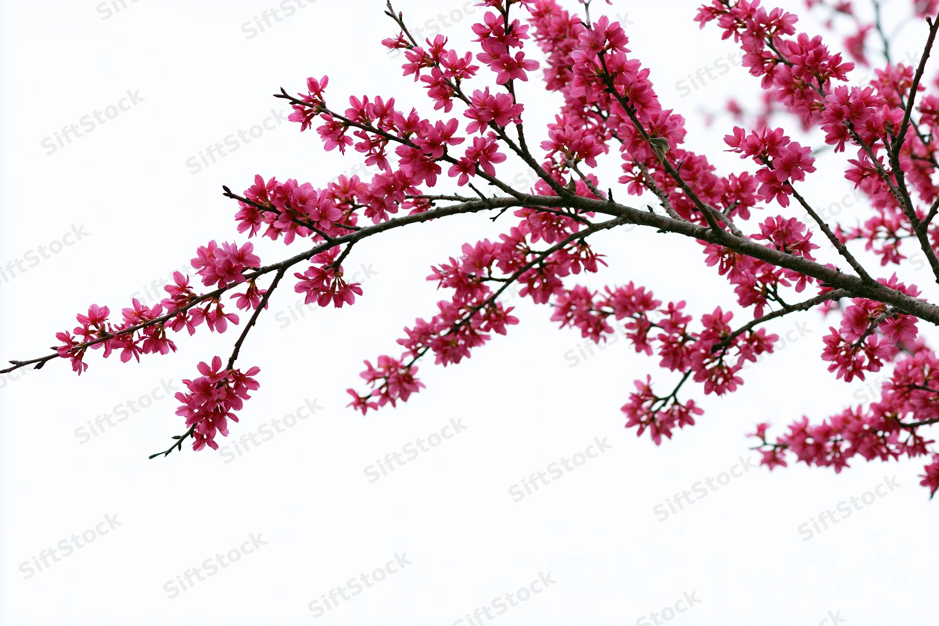 Plum blossom branches covered in deep pink flowers arching across the frame against a white background